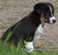 Tricolour Male, Smooth to Medium coated border collie puppy
